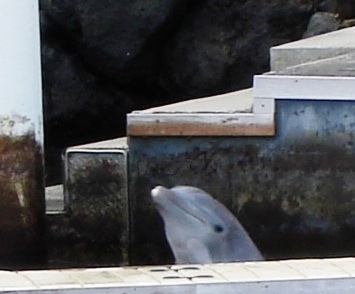 Hawaii Dolphin